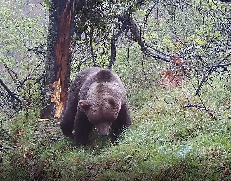 Un oso mata a una osa en cangas del narcea, en asturias