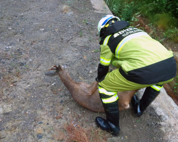 Bomberos rescatan un corzo de una depuradora de aguas en Bizkaia