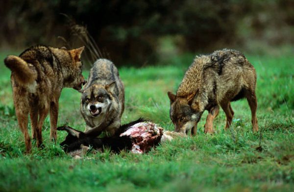 La RFEC exige una explicación a la presidenta del PSOE por animar a los ecologistas a denunciar a la Junta de Castilla y León para frenar el control del lobo