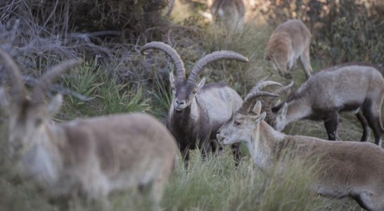 La cabra montés en España, un éxito en la gestión y conservación de especies