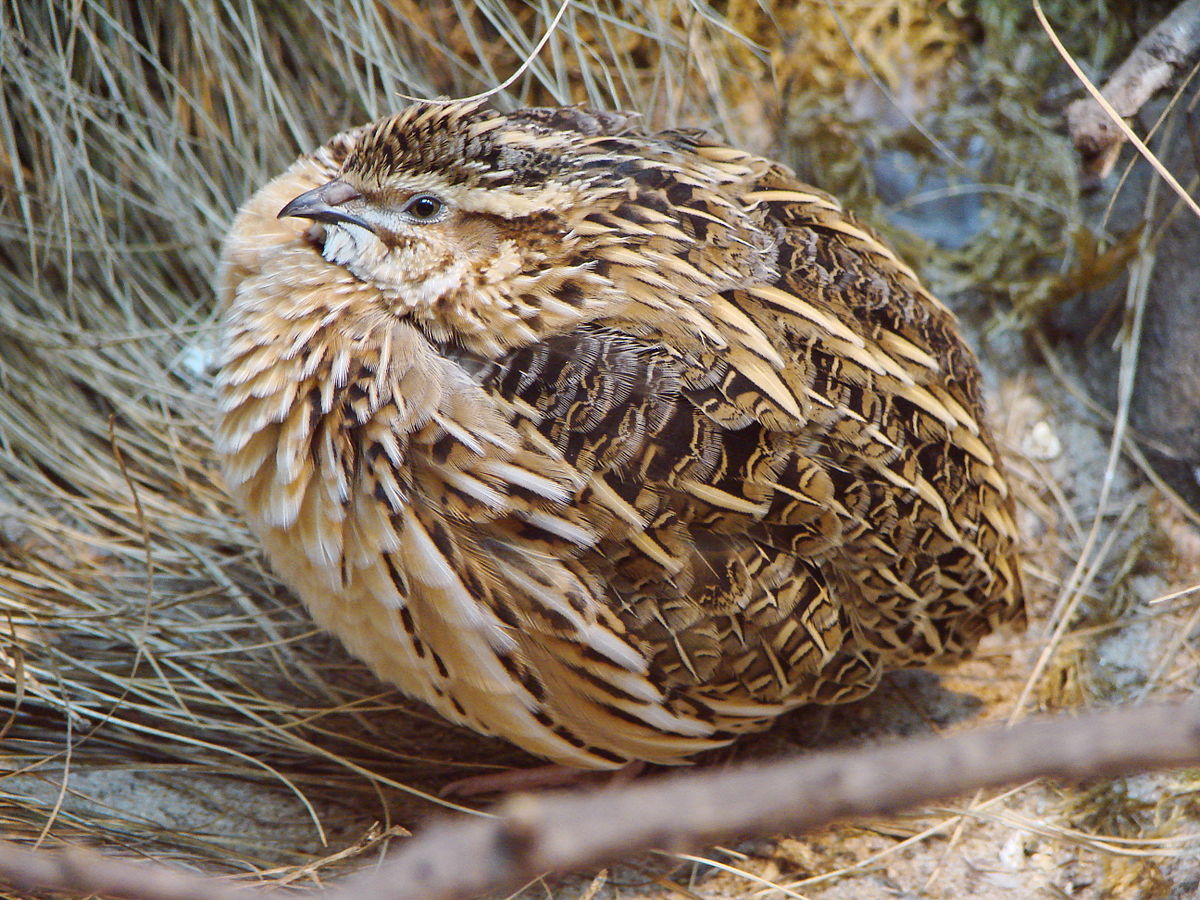 La RFEC advierte que SEO/BirdLife persigue ahora prohibir la caza de la codorniz