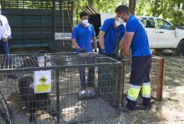 Las trampas para jabalíes de Madrid cazan a 58 ejemplares en apenas dos meses