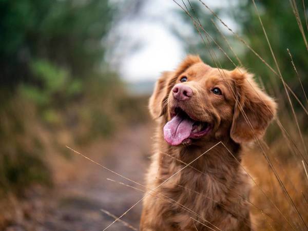 Cinco actos cotidianos que no deberías hacer con tu perro, según los veterinarios