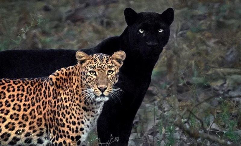 Captan peculiar cortejo de un leopardo y una pantera