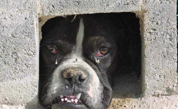 Detenido el administrador de una protectora de Valencia por estafar 700.000 euros de donativos para curar animales