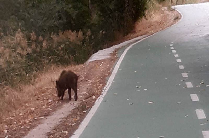 La incursión de un jabalí en La Aldehuela acaba con un hombre en el hospital y el animal muerto + VIDEO