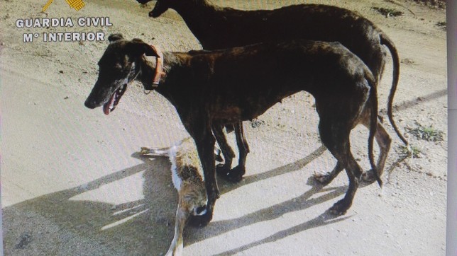 A juicio por cazar furtivamente con galgos en un coto de Albacete