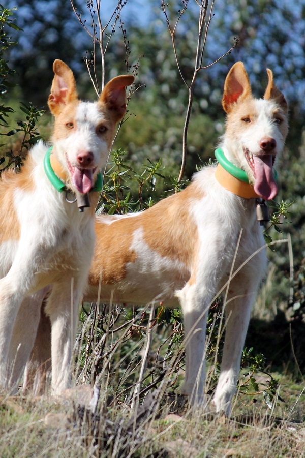 Nota aclaratoria sobre nueva ley de bienestar animal en castilla – la mancha