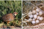 ¿Cuál es el efecto de los productos fitosanitarios sobre los huevos de perdiz roja?