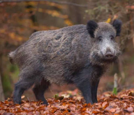 La PPA en Alemania salta de estado: aparece en Sajonia