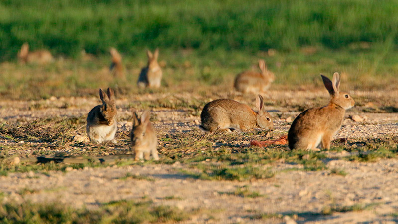 Una plaga de conejos arrasa un complejo deportivo de Ciudad Real