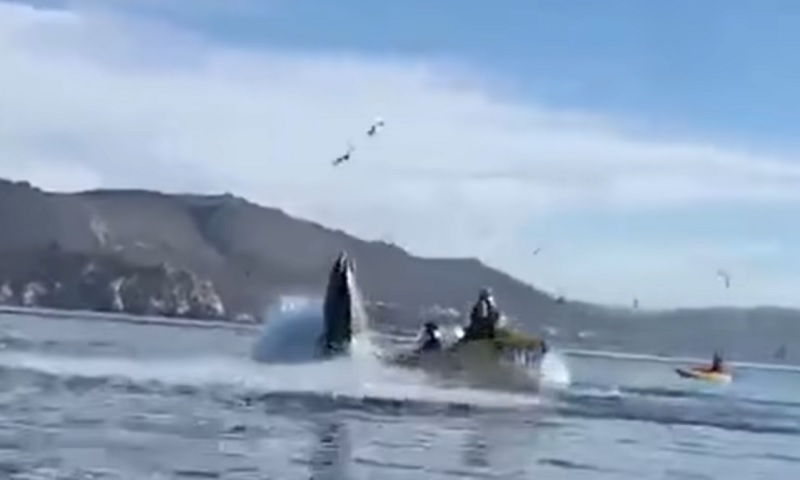 Video: estaban paseando en kayak y casi los traga una ballena