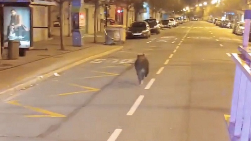 Un jabalí se paseó de madrugada por el centro de A Coruña