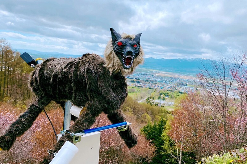 Japón introduce lobos-robot para evitar daños en la agricultura (+ vídeo)