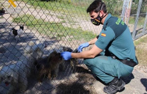 El virus no detiene la lluvia de millones al animalismo por parte del gobierno de España