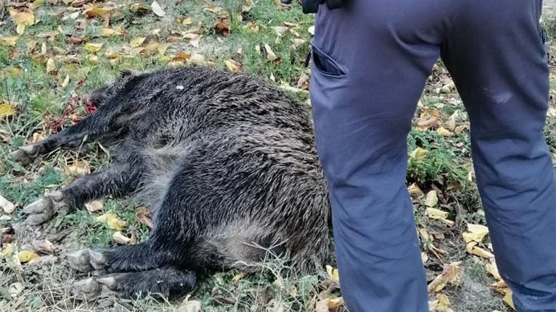 La Policía abate a tiros a un jabalí «agresivo» que se coló en una vivienda