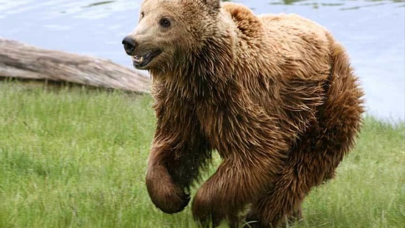 Sindicatos agrarios trasladan su total apoyo al cazador atacado por la osa Sarousse