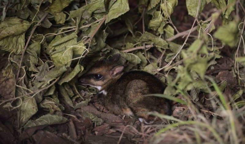 Nace un ciervo ratón en un zoológico de Polonia