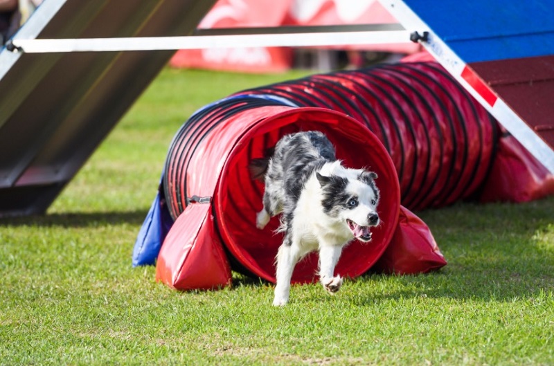 La RFEC y el Real CEPPA trabajarán de forma conjunta en la promoción del deporte de Agility