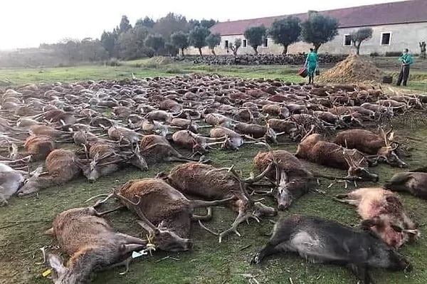 Portugal abre una investigación por una montería donde cazadores españoles abatieron 540 animales cercados