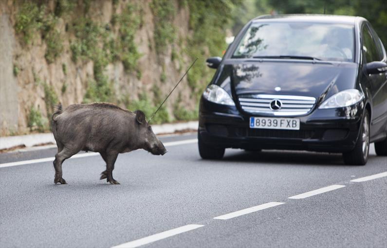 ¿Qué hacer antes y después de encontrarte un jabalí en la carretera?