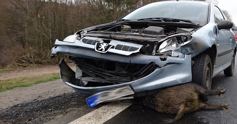 Un jabalí causa una colisión en la autovía a la altura de Olloniego (Oviedo)