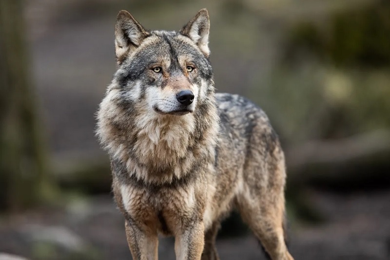 Lobos son los primeros en responder contra enfermedad cerebral mortal