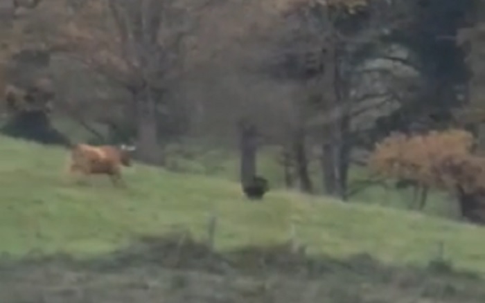 Vídeo. La vaca guardiana y el jabalí