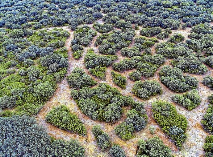 Los cazadores de Tafalla proyectan mejorar el hábitat en el Monte Plano