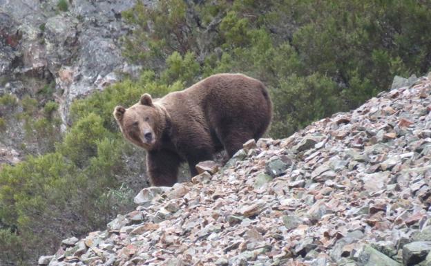 El primer censo genético nacional de oso pardo cantábrico evidencia presencia de la especie en Burgos