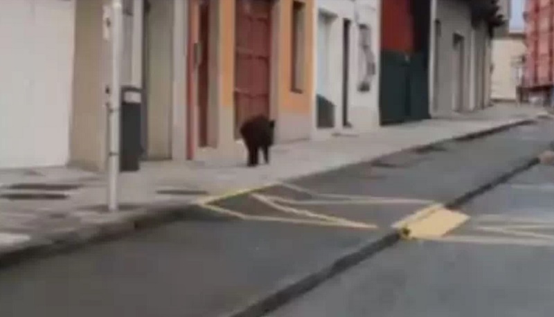 Un jabalí y un raposo se pasean por el casco urbano de Carballo