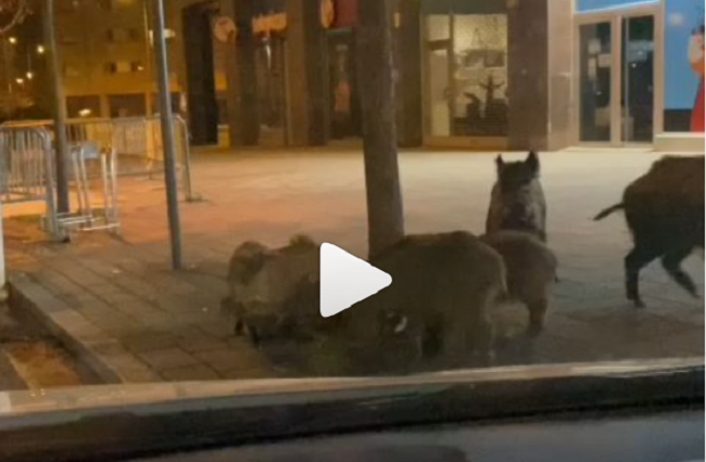 Vídeo. Nueva incursión nocturna de los jabalíes por el barrio de Salburua