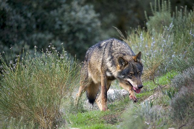 El plan de protección integral del lobo se estanca