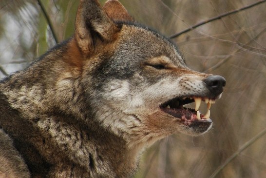 La prohibición de la caza del lobo puede resultar contraproducente para su gestión