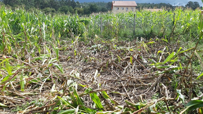 Galicia. Los cazadores piden no hacerse cargo de los daños del jabalí en terrenos agrarios