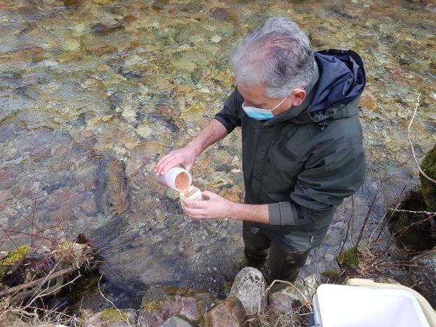 50.000 huevas de trucha «para recuperar la vida» en el río Arganza, en Besullo