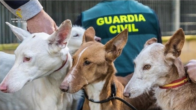 Ladrones de perros. Rescatados 32 perros «en condiciones deplorables» robados por una red que iba a venderlos para la caza