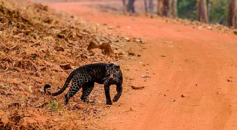 Captaron a sorprendente leopardo «negro» en la India