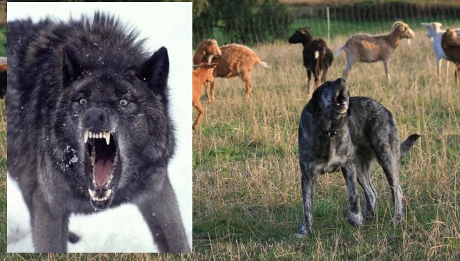 Lobos, cuando se juega con las cosas de comer