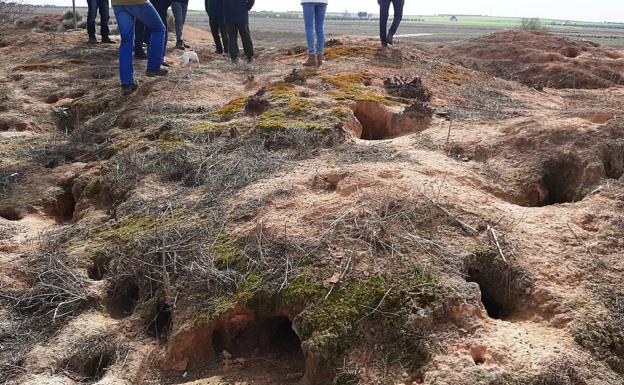 Pagan un euro por cada conejo muerto en un pueblo de Toledo