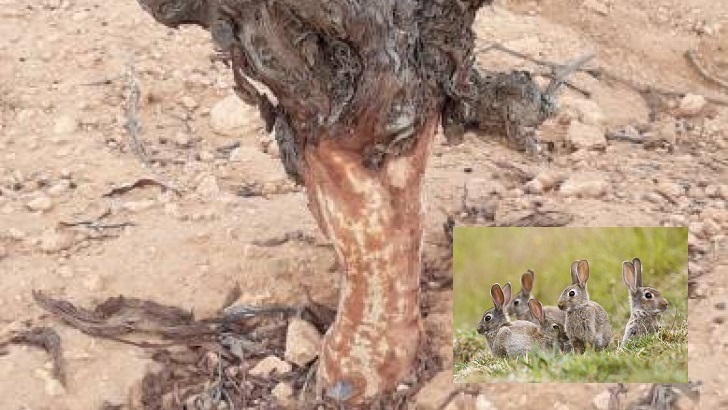 Plaga de Conejos: un tercio de los pueblos de Castilla-La Mancha en emergencia cinegética