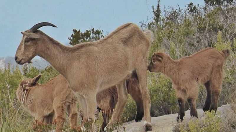 El arruí norteafricano llega a los montes que rodean la Valldigna (Valencia)