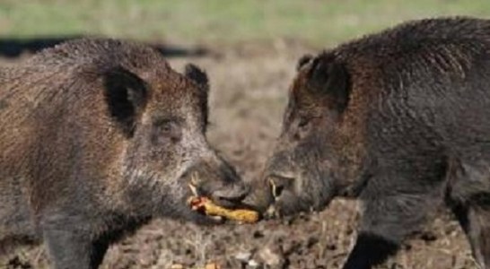 Dos personas heridas graves tras sufrir el ataque de un jabalí en Navarra