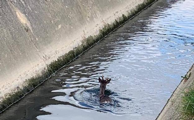 Vuelven a rescatar a un corzo atrapado en el canal de Argómaniz