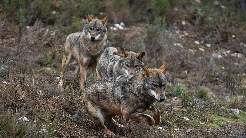 Los culpables de la muerte del lobo