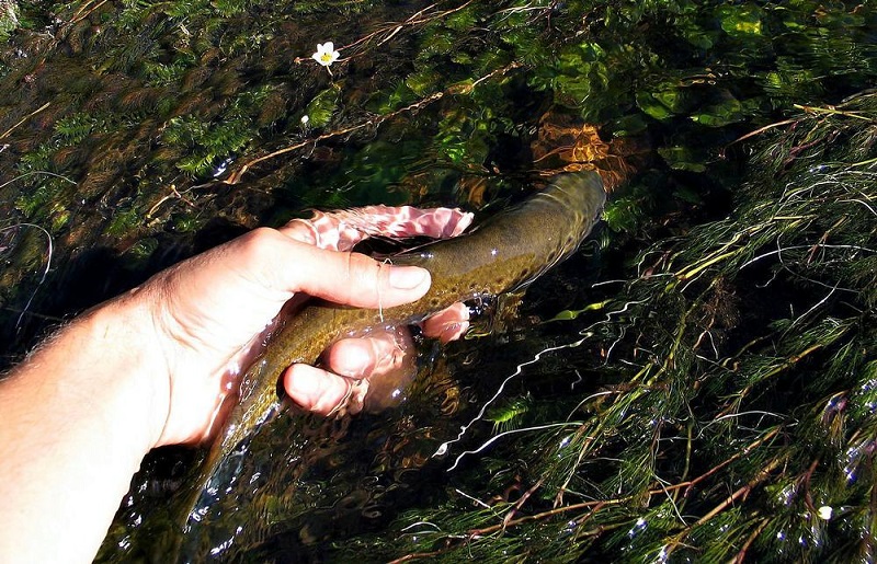 Los pueblos y los peces