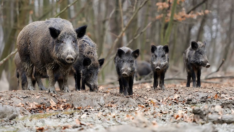 Los cazadores de la Región podrán saltarse el toque de queda para los aguardos de jabalí