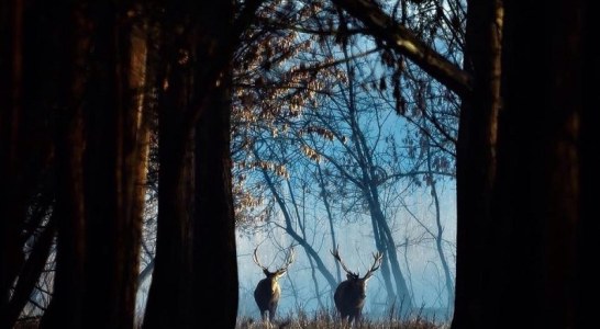 Acusan al Gobierno de España de utilizar dinero público para sacrificar 40 ungulados “sin criterios de conservación ni de gestión”