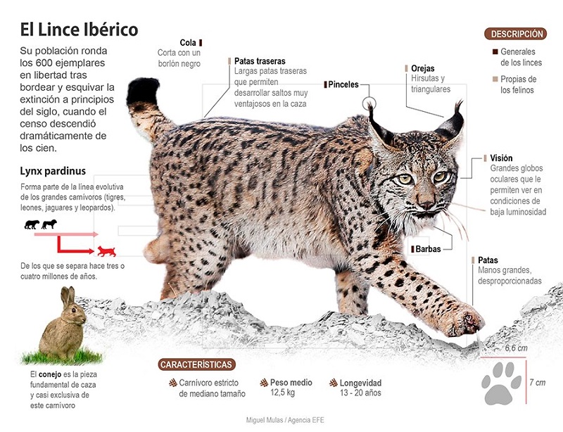 FEDEXCAZA pide pena de cárcel para los dos acusados por la muerte de un lince en una finca de Don Benito