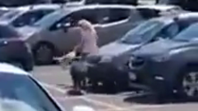 Unos jabalíes acorralan a una mujer y le roban su compra en un supermercado